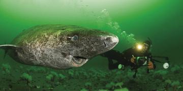Des scientifiques découvrent un requin du Groenland âgé de 400 ans, probablement né vers 1620