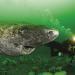 Des scientifiques découvrent un requin du Groenland âgé de 400 ans, probablement né vers 1620
