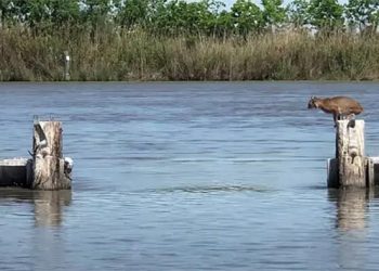 Un lynx roux fait un énorme saut au-dessus de l&rsquo;eau sans effort