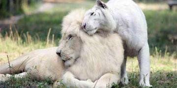 Un lion blanc et une tigresse blanche ont des bébés ensemble