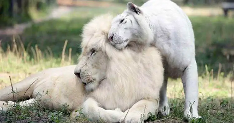 Un Lion Blanc Et Une Tigresse Blanche Ont Des Bebes Ensemble