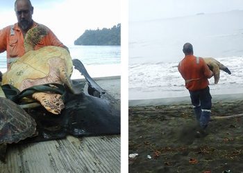 Un homme achète des tortues au marché alimentaire et les libère dans l&rsquo;océan