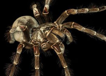 12 faits sur l&rsquo;araignée Goliath, un géant étonnamment gentil