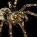 12 faits sur l&rsquo;araignée Goliath, un géant étonnamment gentil