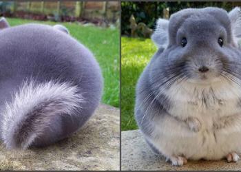 Adorables chinchillas violets qui ressemblent à des cercles parfaits vus de dos