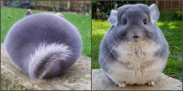 Adorables chinchillas violets qui ressemblent à des cercles parfaits vus de dos