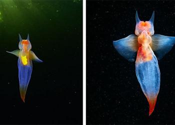 Un plongeur filme des images rares d&rsquo;un ange de mer nageant sous la glace