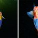 Un plongeur filme des images rares d&rsquo;un ange de mer nageant sous la glace