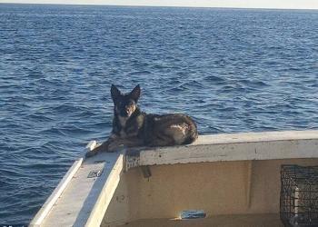 Un berger allemand est retrouvé vivant cinq semaines après sa disparition dans l&rsquo;océan Pacifique