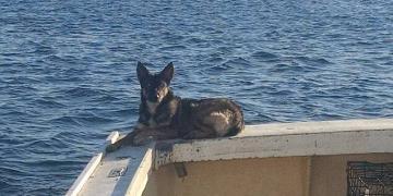 Un berger allemand est retrouvé vivant cinq semaines après sa disparition dans l&rsquo;océan Pacifique