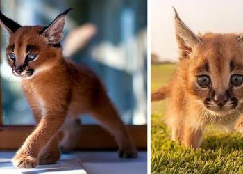 Superbes photos de bébés caracals, l&rsquo;une des plus belles espèces de félin