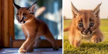 Superbes photos de bébés caracals, l&rsquo;une des plus belles espèces de félin