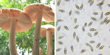 Des scientifiques ont trouvé un champignon comestible qui se nourrit de plastique et qui pourrait nettoyer nos décharges