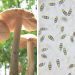Des scientifiques ont trouvé un champignon comestible qui se nourrit de plastique et qui pourrait nettoyer nos décharges
