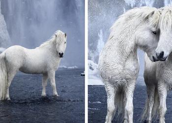 Un photographe saisit des chevaux féeriques qui parcourent le paysage épique de l&rsquo;Islande