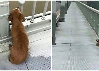 Un chien est trouvé en train d&rsquo;attendre sur un pont quelques jours après le suicide de son maître