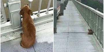 Un chien est trouvé en train d&rsquo;attendre sur un pont quelques jours après le suicide de son maître