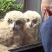 Un hibou géant fait éclore des poussins à la fenêtre de cet homme – maintenant la nichée regarde la télé avec lui