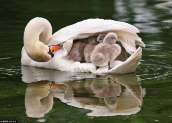 Une maman cygne porte adorablement ses 8 bébés sous son aile pendant qu&rsquo;elle nage