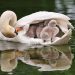 Une maman cygne porte adorablement ses 8 bébés sous son aile pendant qu&rsquo;elle nage