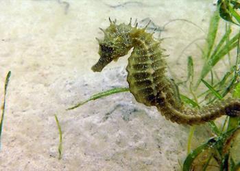 Un hippocampe en voie d&rsquo;extinction fait son retour en raison du confinement