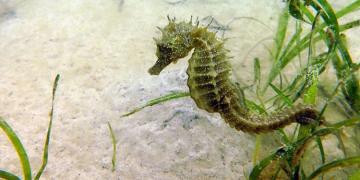 Un hippocampe en voie d&rsquo;extinction fait son retour en raison du confinement