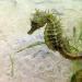 Un hippocampe en voie d’extinction fait son retour en raison du confinement