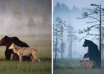 Un photographe a documenté l&rsquo;amitié entre une louve grise et un ours brun