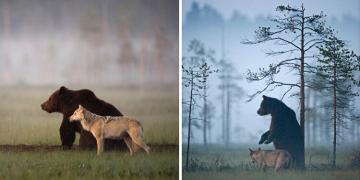 Un photographe a documenté l&rsquo;amitié entre une louve grise et un ours brun