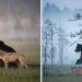 Un photographe a documenté l&rsquo;amitié entre une louve grise et un ours brun