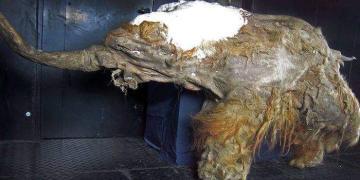 Des cellules de mammouth laineux vieilles de 28 000 ans montrent des signes biologiques de vie