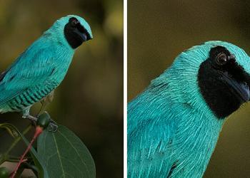 Ce photographe a visité le Pérou et voici les 31 beaux oiseaux qu&rsquo;il a trouvés