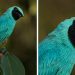 Ce photographe a visité le Pérou et voici les 31 beaux oiseaux qu&rsquo;il a trouvés