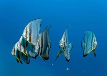 Des poissons enregistrés en train de chanter en chœur à l&rsquo;aube sur les récifs, tout comme les oiseaux