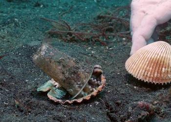 Des plongeurs convainquent gentiment une pieuvre d&rsquo;échanger son gobelet en plastique contre un coquillage