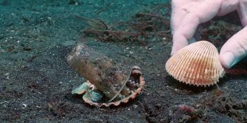 Des plongeurs convainquent gentiment une pieuvre d&rsquo;échanger son gobelet en plastique contre un coquillage