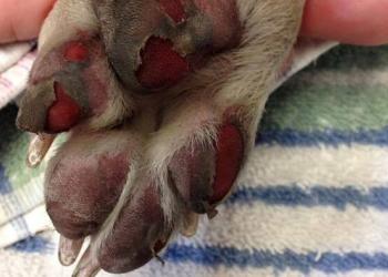 Voici ce qui se passe quand le trottoir est trop chaud pour votre chien