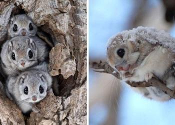 L&rsquo;écureuil volant japonais pourrait bien être l&rsquo;un des animaux les plus adorables du monde