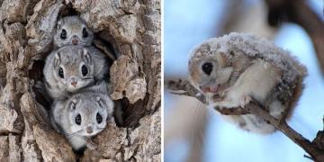 L’écureuil volant japonais pourrait bien être l’un des animaux les plus adorables du monde