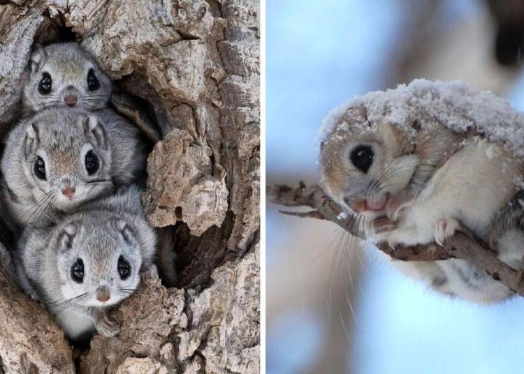 L&rsquo;écureuil volant japonais pourrait bien être l&rsquo;un des animaux les plus adorables du monde