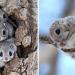 L&rsquo;écureuil volant japonais pourrait bien être l&rsquo;un des animaux les plus adorables du monde