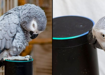 Un perroquet tombe amoureux d&rsquo;Alexa et n&rsquo;arrête pas de commander des choses sur Amazon