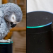Un perroquet tombe amoureux d&rsquo;Alexa et n&rsquo;arrête pas de commander des choses sur Amazon