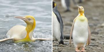 Un photographe de la faune immortalise un manchot jaune unique