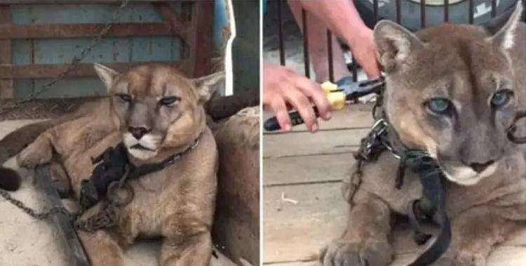 Ce puma fait ses premiers pas vers la liberté après avoir vécu 20 ans enchaîné