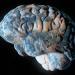 Des astrobiologistes avancent l’hypothèse que la Terre pourrait être une entité dotée d’intelligence