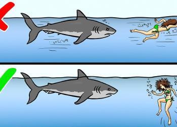 13 conseils que vous devriez connaître pour survivre à des attaques d&rsquo;animaux sauvages