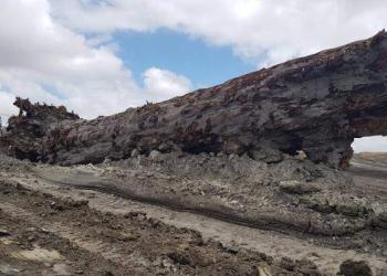 Découverte d&rsquo;un arbre ancien dont les anneaux témoignent de l&rsquo;inversion du champ magnétique terrestre