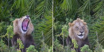 Un énorme lion surprend un photographe avec un rugissement effrayant, puis lui sourit