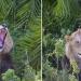 Un énorme lion surprend un photographe avec un rugissement effrayant, puis lui sourit